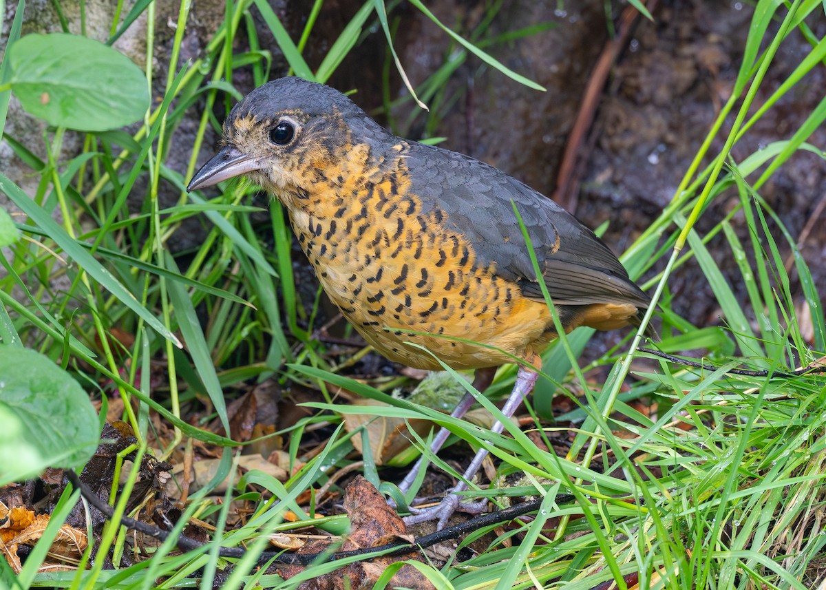 Undulated Antpitta - ML624525555