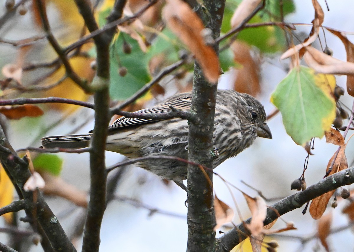 House Finch - ML624525559