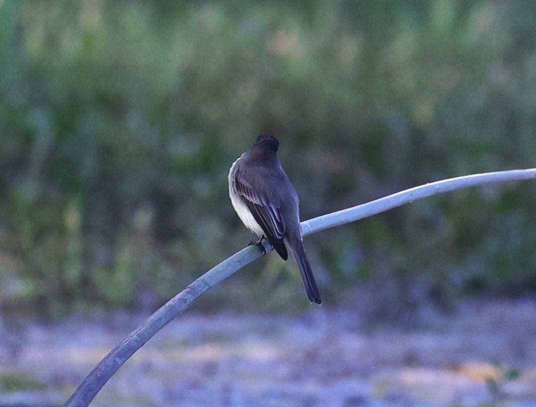 Eastern Phoebe - ML624525571