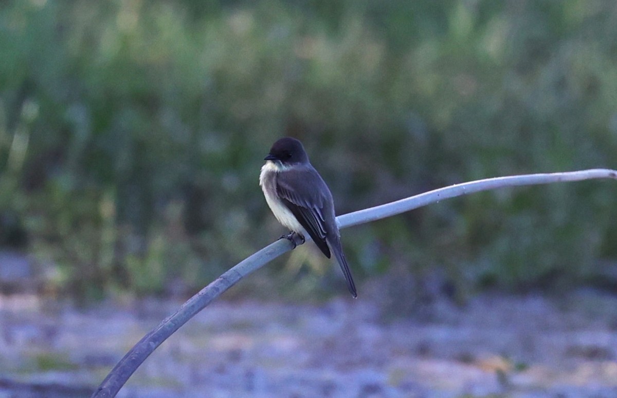 Eastern Phoebe - ML624525572