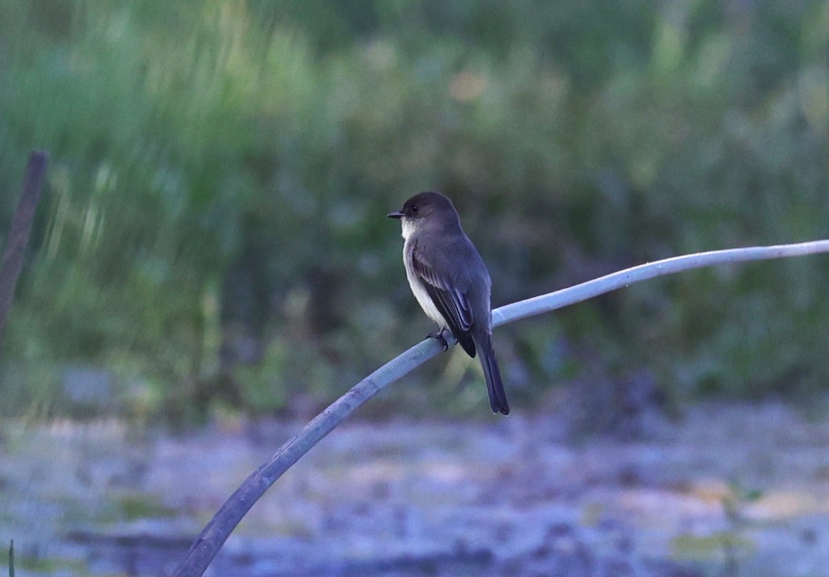 Eastern Phoebe - ML624525573