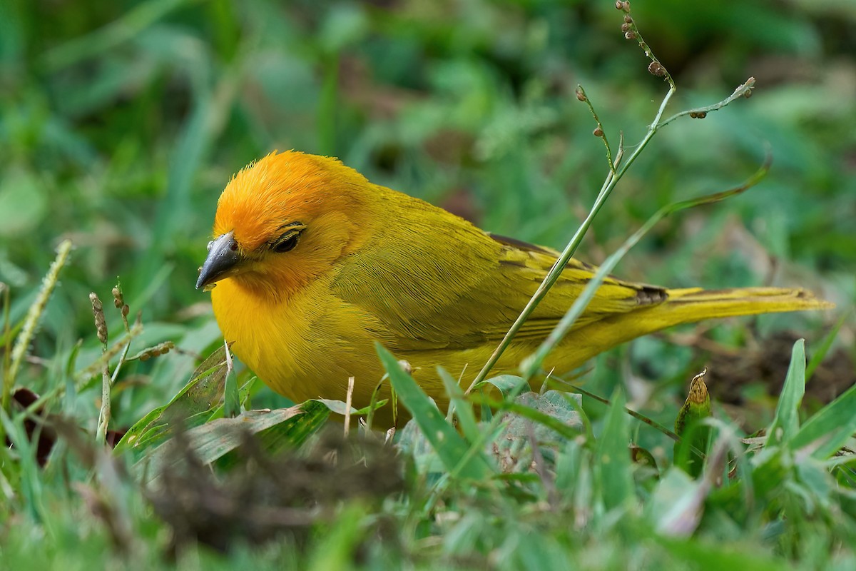 Saffron Finch - Beata Milhano