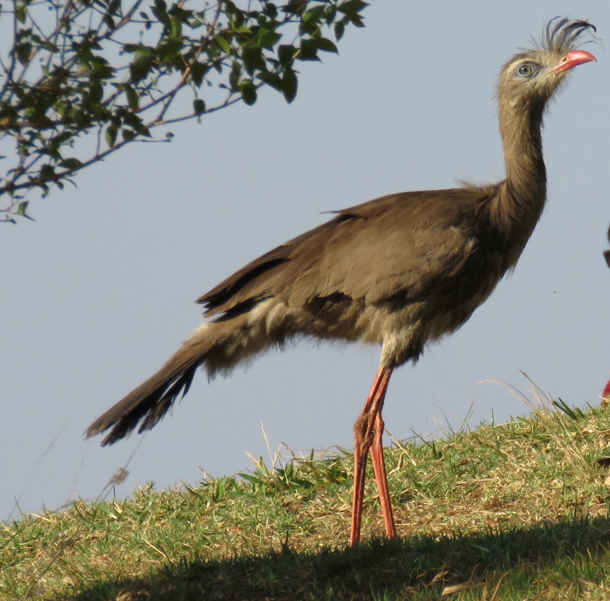 Red-legged Seriema - ML624525631