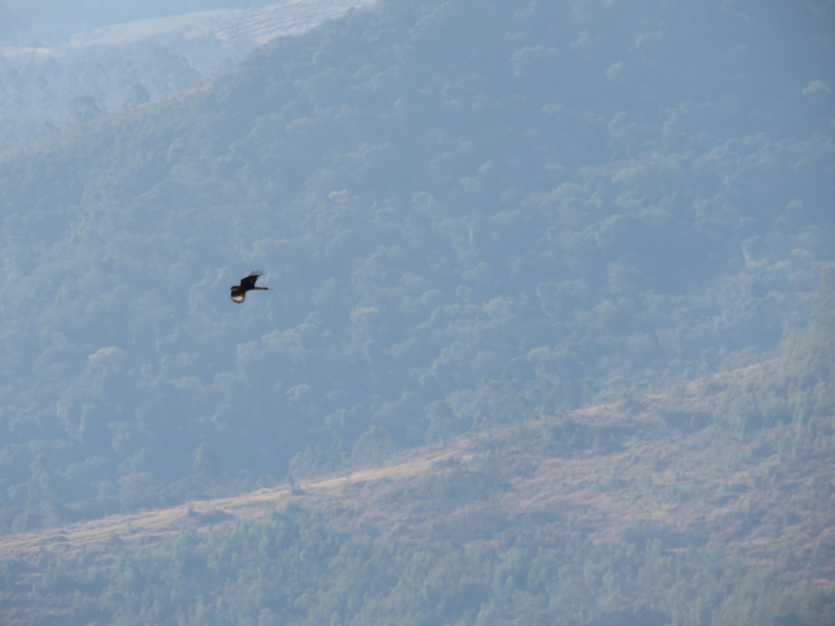 Crested Caracara - ML624525633