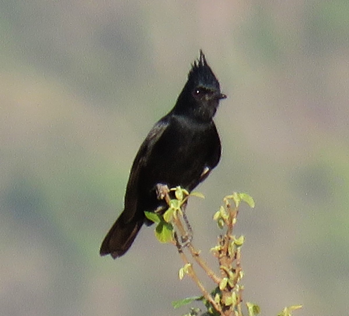 Crested Black-Tyrant - ML624525645