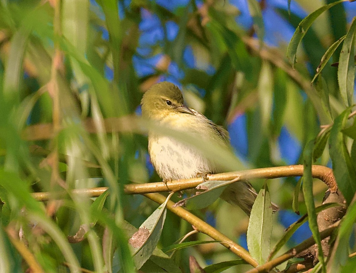 Tennessee Warbler - ML624525646