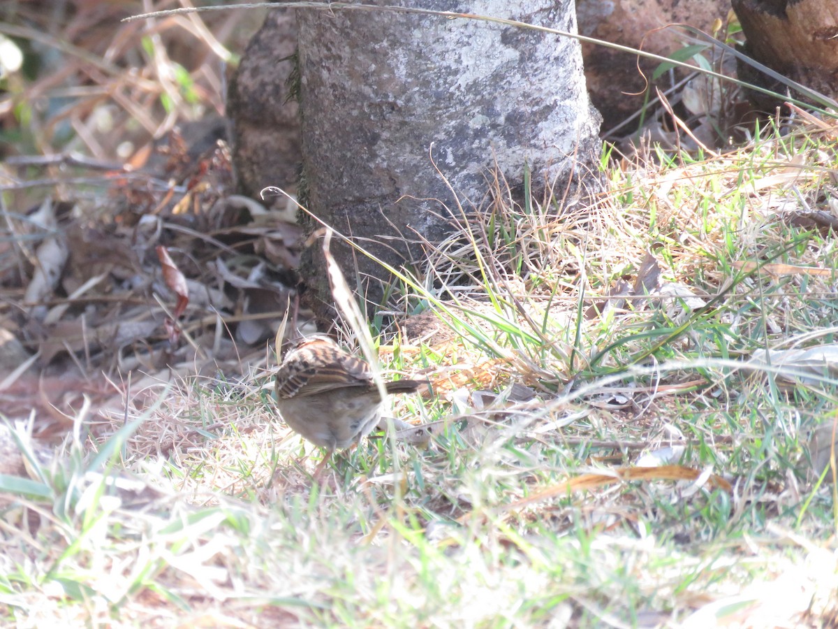 Rufous-collared Sparrow - ML624525651