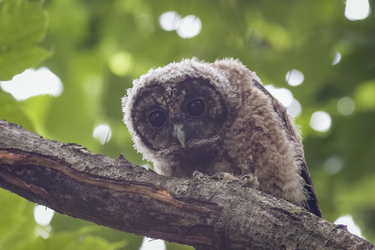 Himalayan Owl - ML624525681