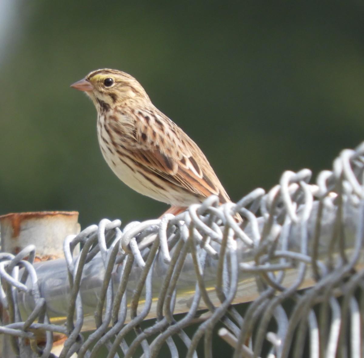 Savannah Sparrow - Laura Markley