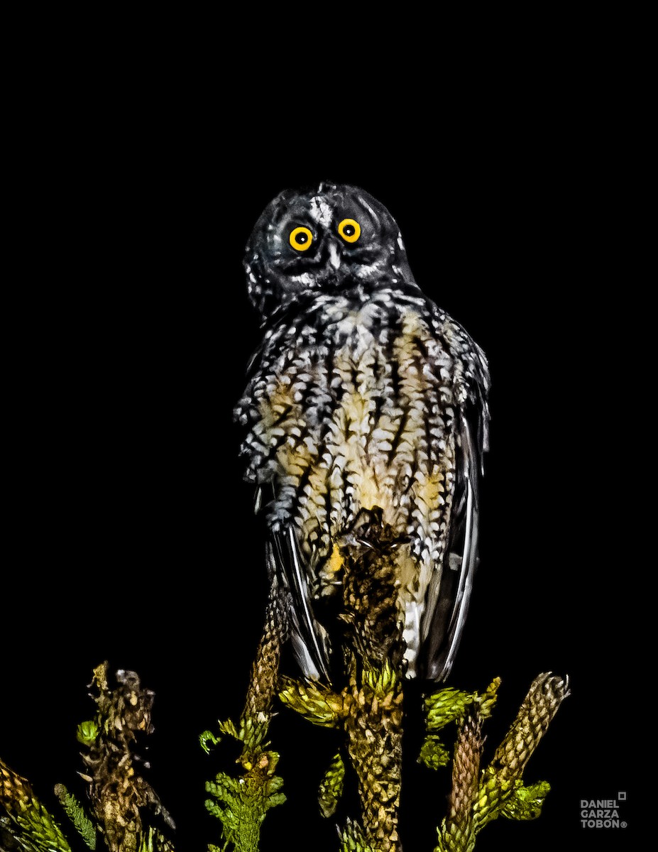 Stygian Owl - ML624525722