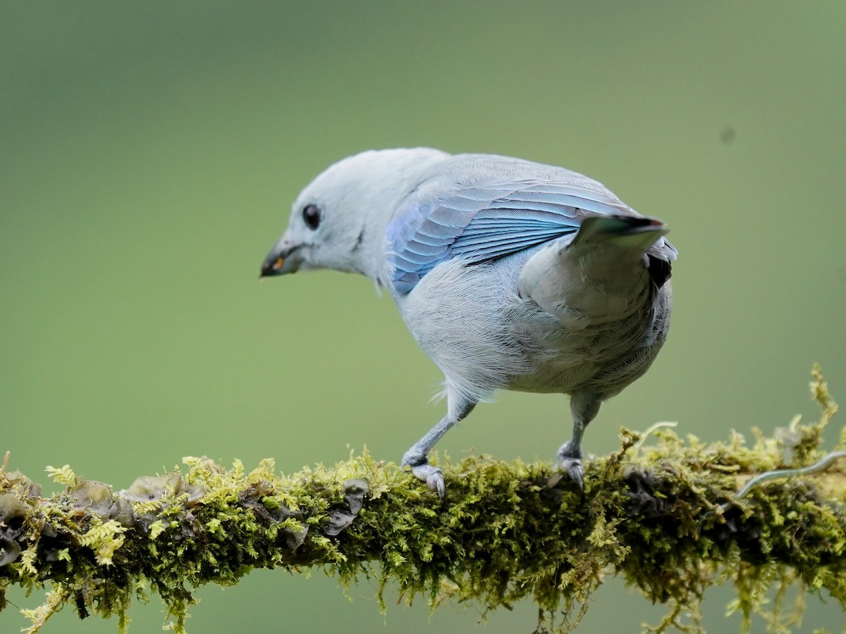 Blue-gray Tanager - ML624525742