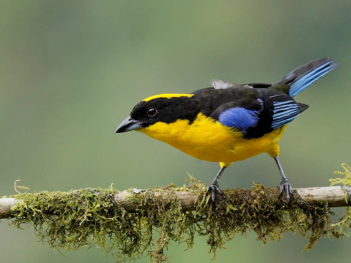 Blue-winged Mountain Tanager - ML624525747