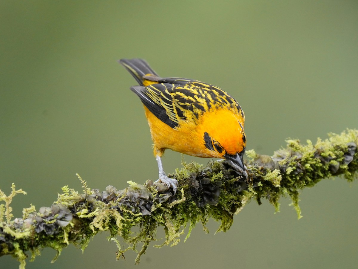 Golden Tanager - ML624525749