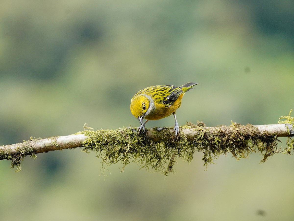 Silver-throated Tanager - ML624525763