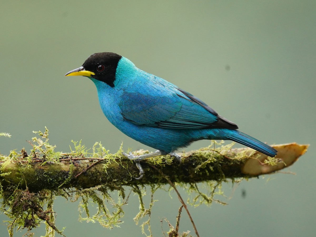 Green Honeycreeper - ML624525777