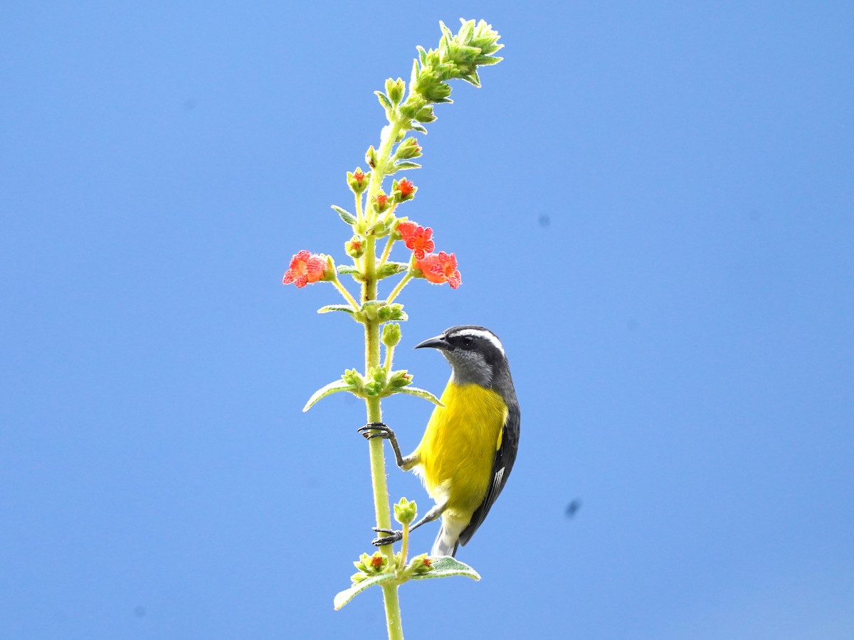 Bananaquit - ML624525799