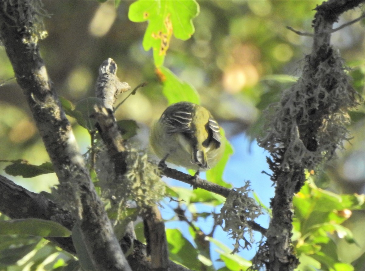 Cassin's Vireo - ML624525814