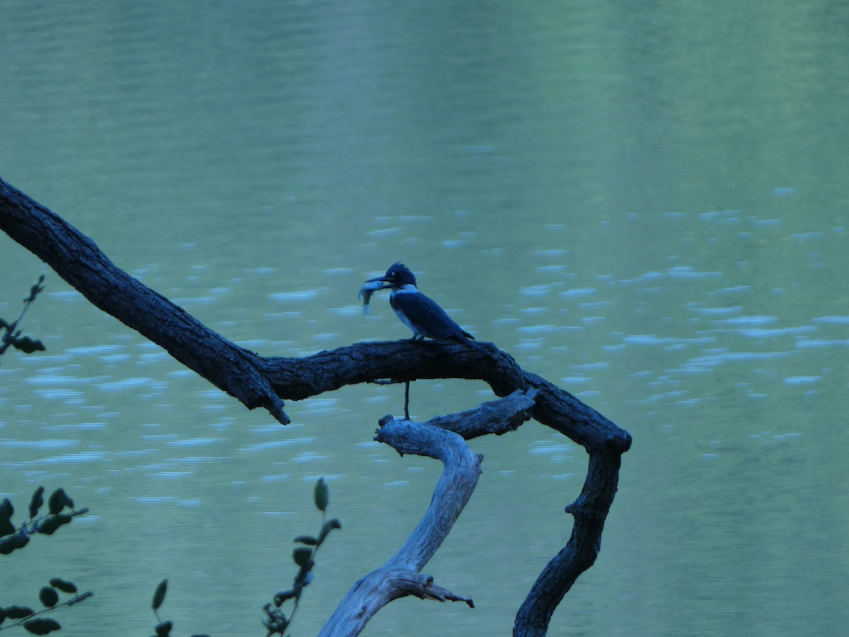 Belted Kingfisher - ML624525815