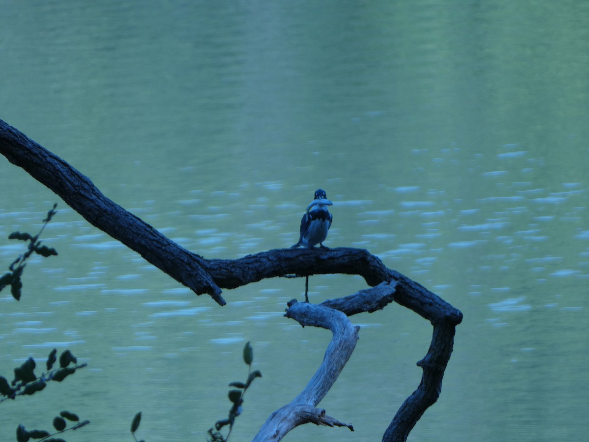 Belted Kingfisher - ML624525816