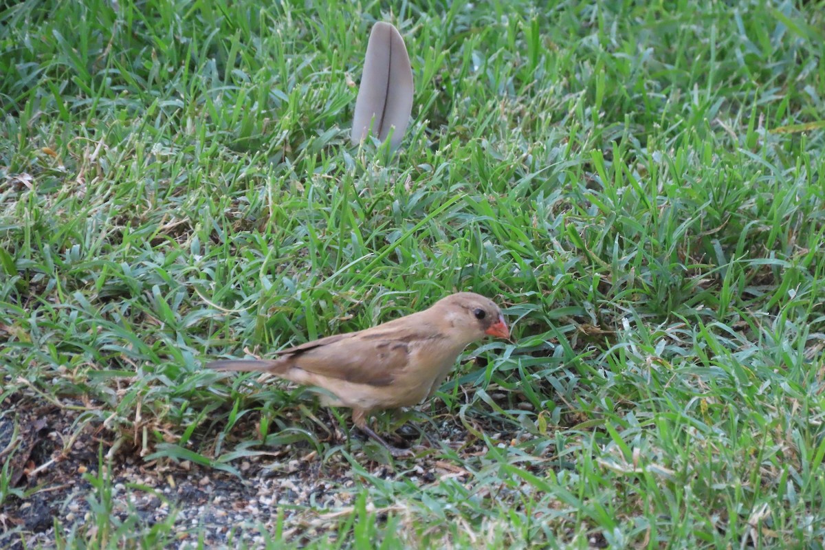 Pin-tailed Whydah - ML624525842