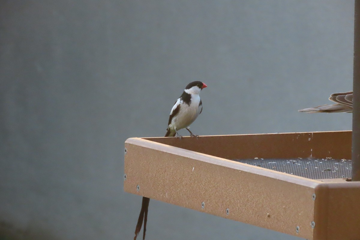 Pin-tailed Whydah - ML624525851