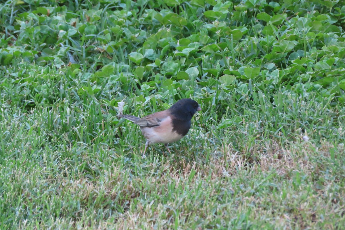 Dark-eyed Junco - ML624525856