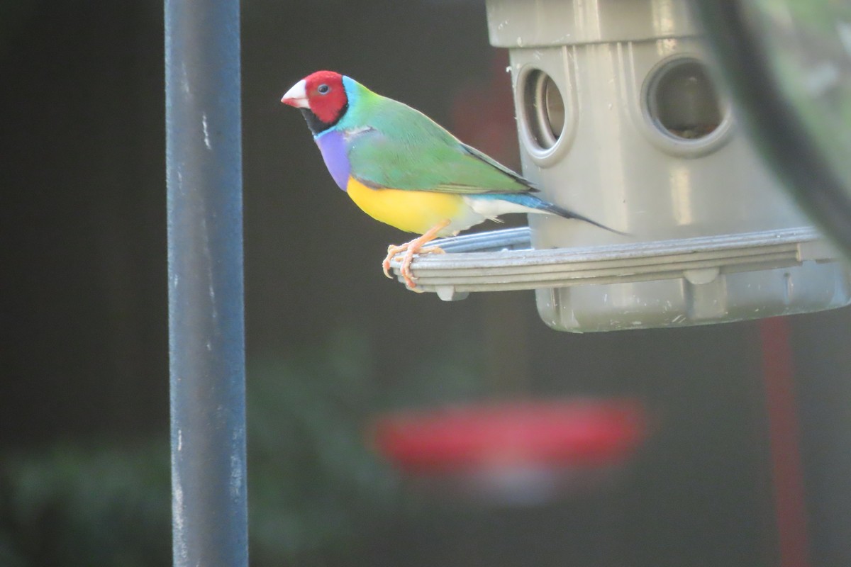 Gouldian Finch - ML624525866
