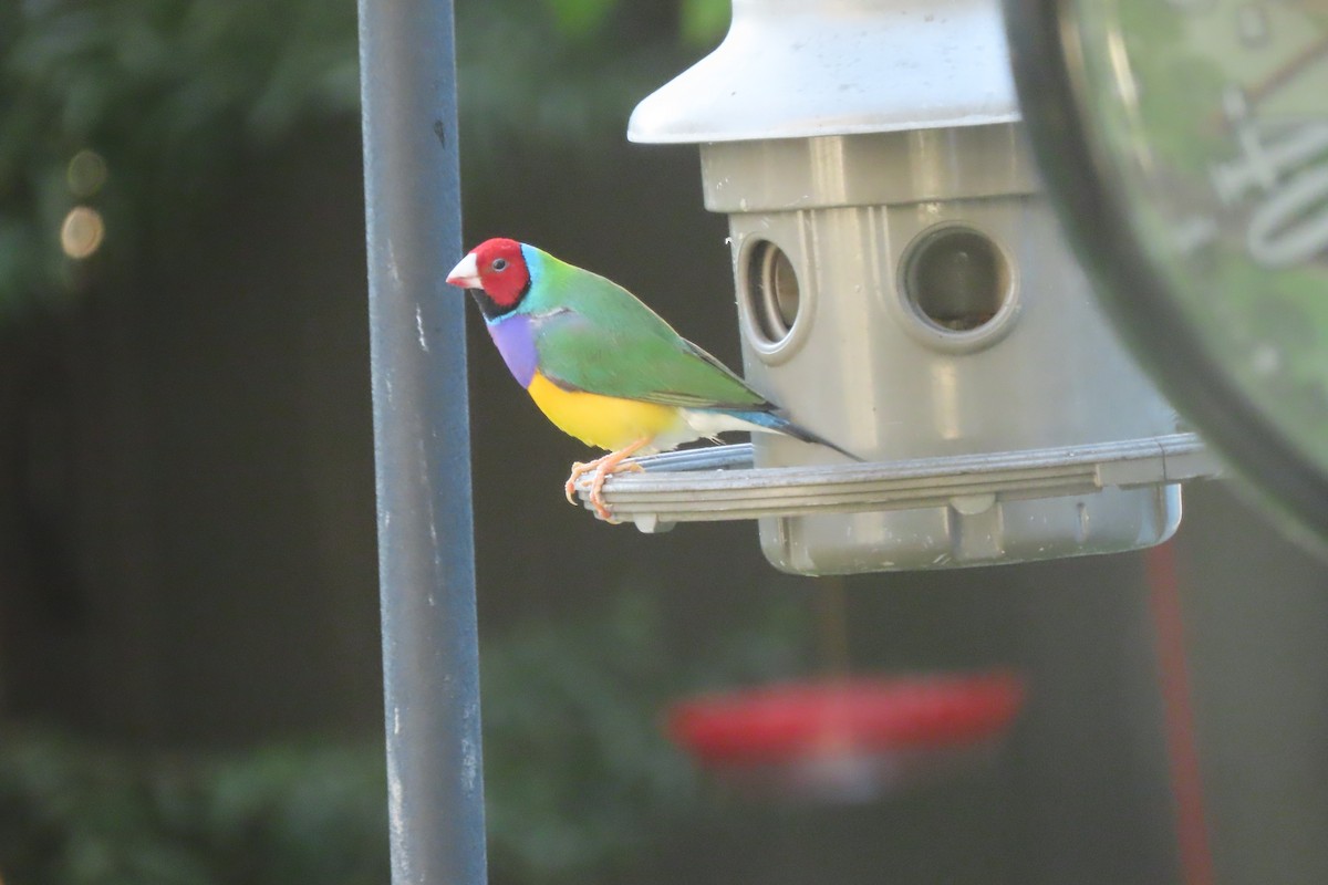 Gouldian Finch - ML624525867