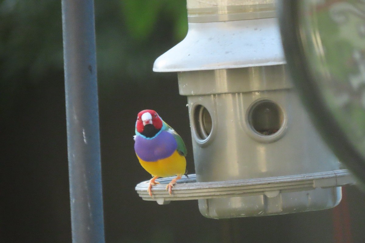 Gouldian Finch - ML624525876