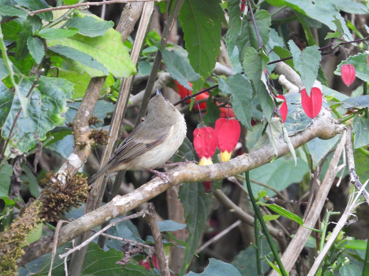 Rusty Flowerpiercer - ML624525901