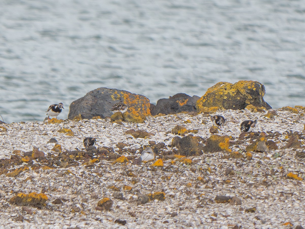 Ruddy Turnstone - ML624525904