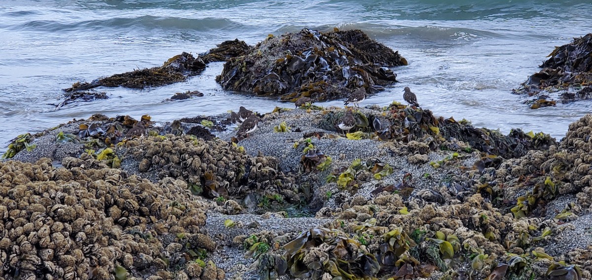 Black Turnstone - ML624525939