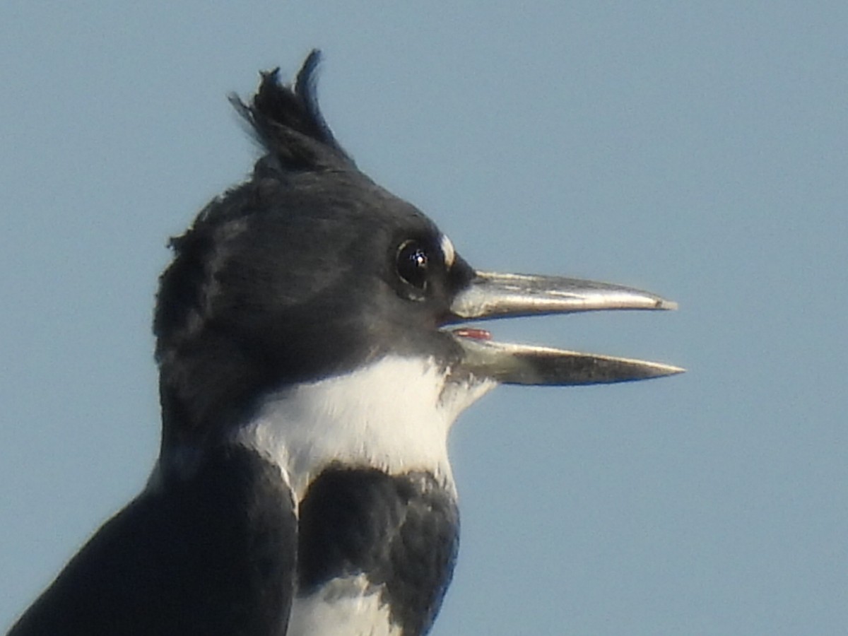 Belted Kingfisher - ML624525960