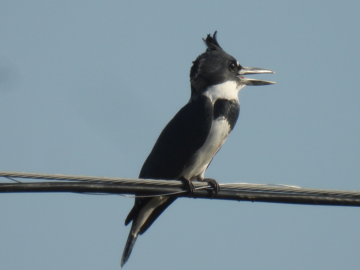 Belted Kingfisher - Marie Asscherick