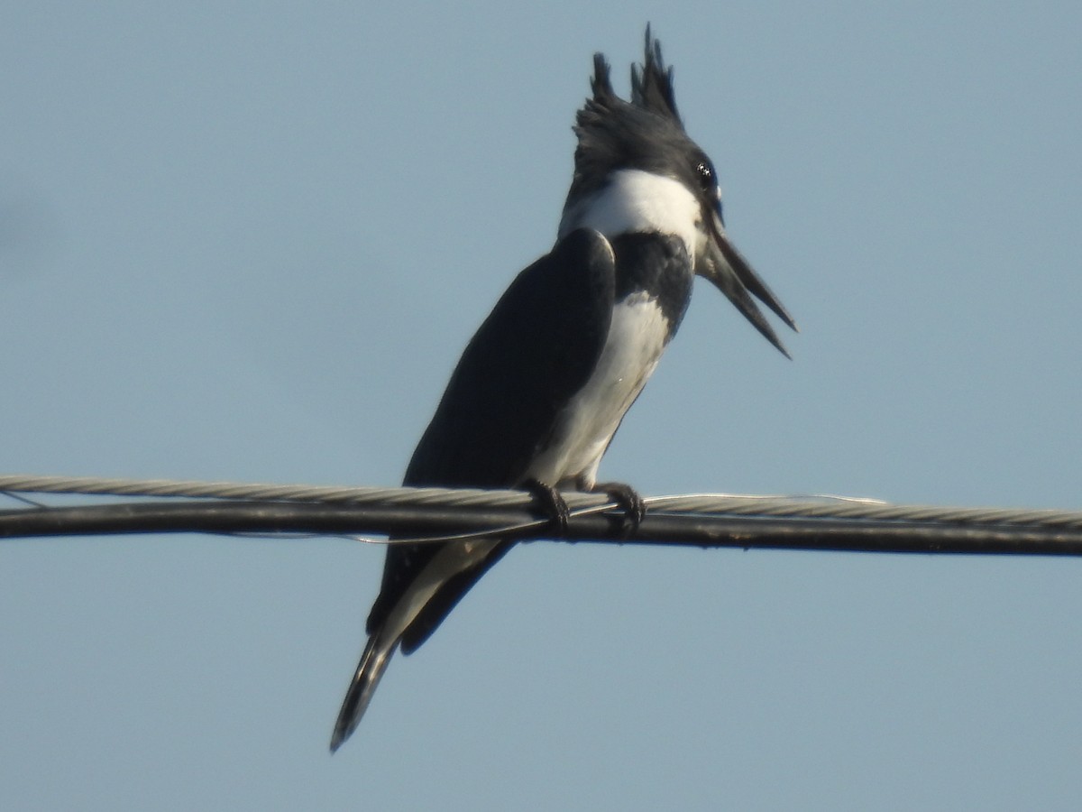 Belted Kingfisher - ML624525968