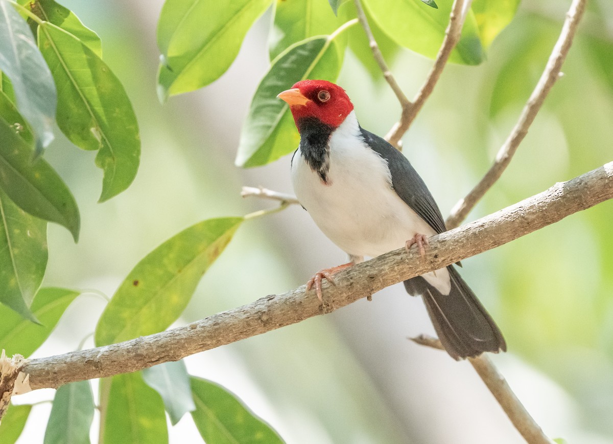 Yellow-billed Cardinal - ML624525973