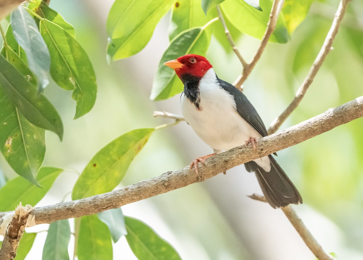 Yellow-billed Cardinal - ML624525974