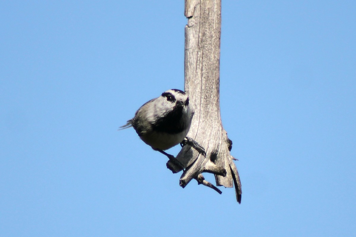 Mountain Chickadee - ML624525975