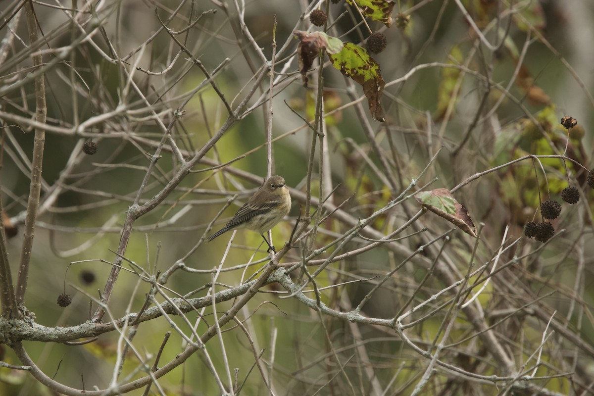 Yellow-rumped Warbler - ML624525990