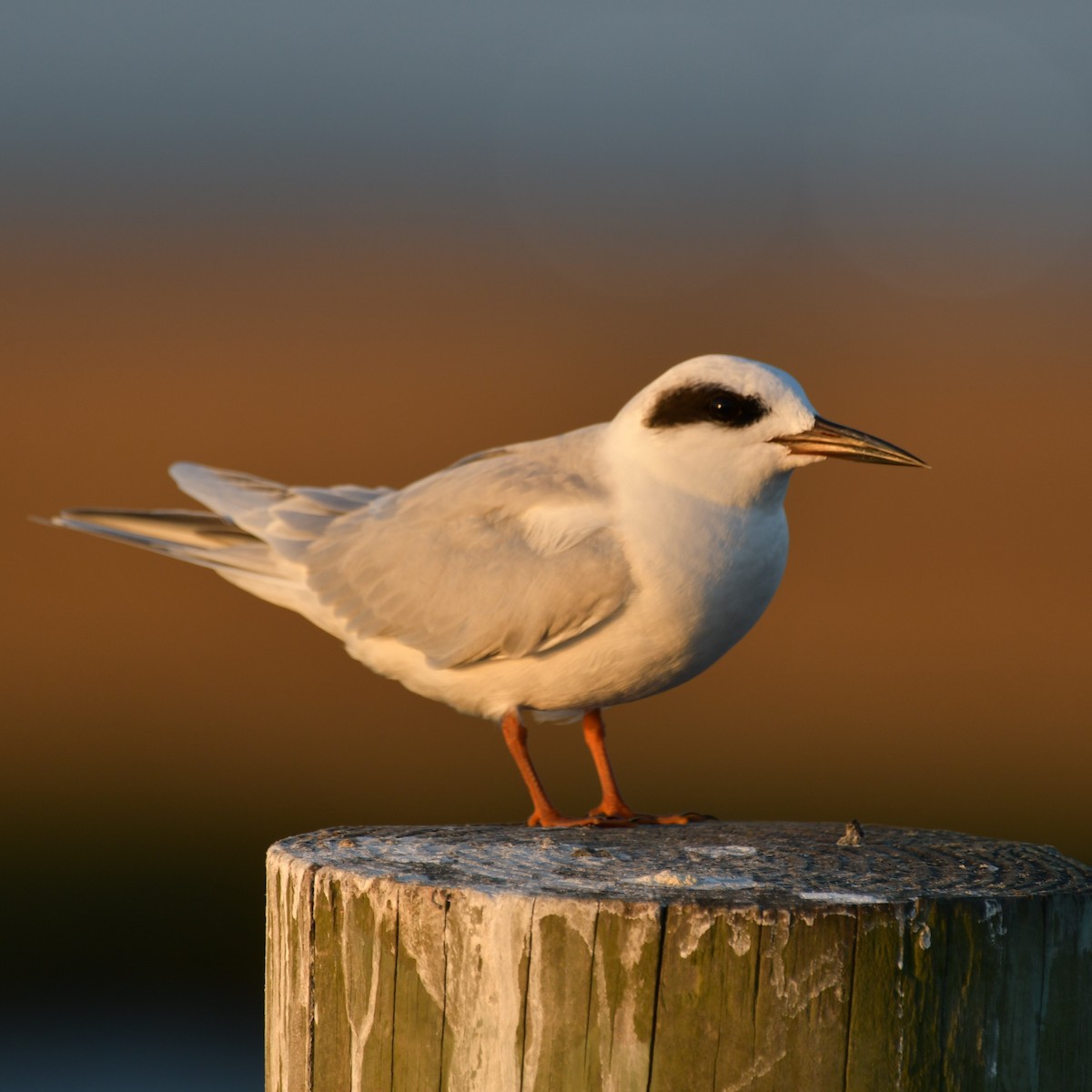 Forster's Tern - ML624526001