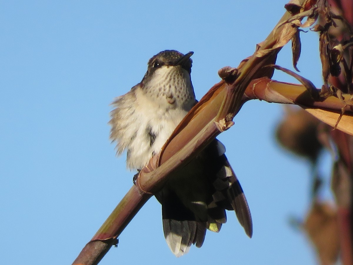 Ruby-throated Hummingbird - ML624526010