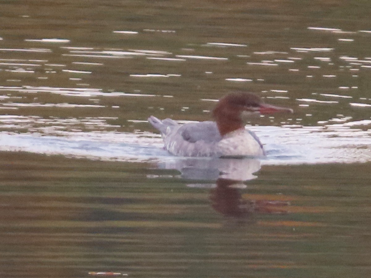 Common Merganser - ML624526014