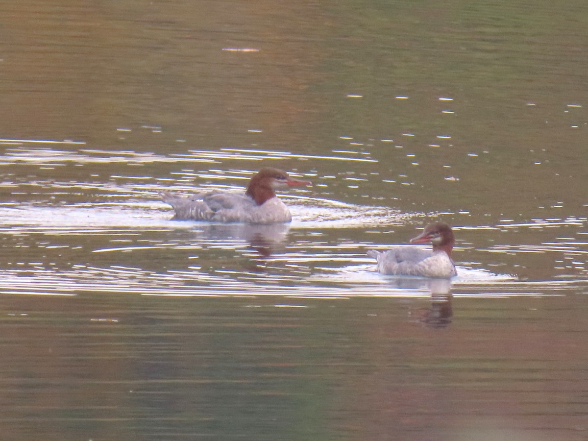 Common Merganser - ML624526015