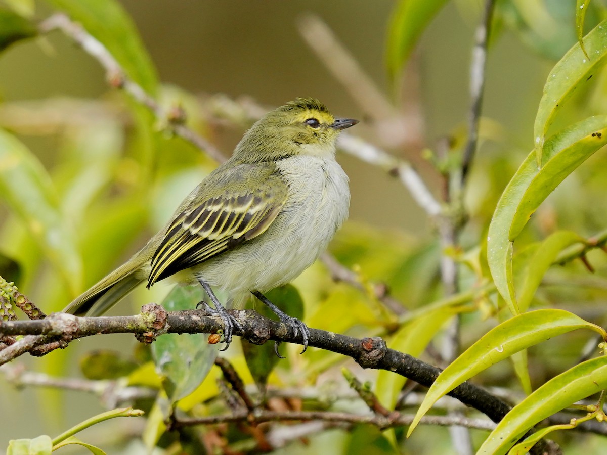 Golden-faced Tyrannulet - ML624526017