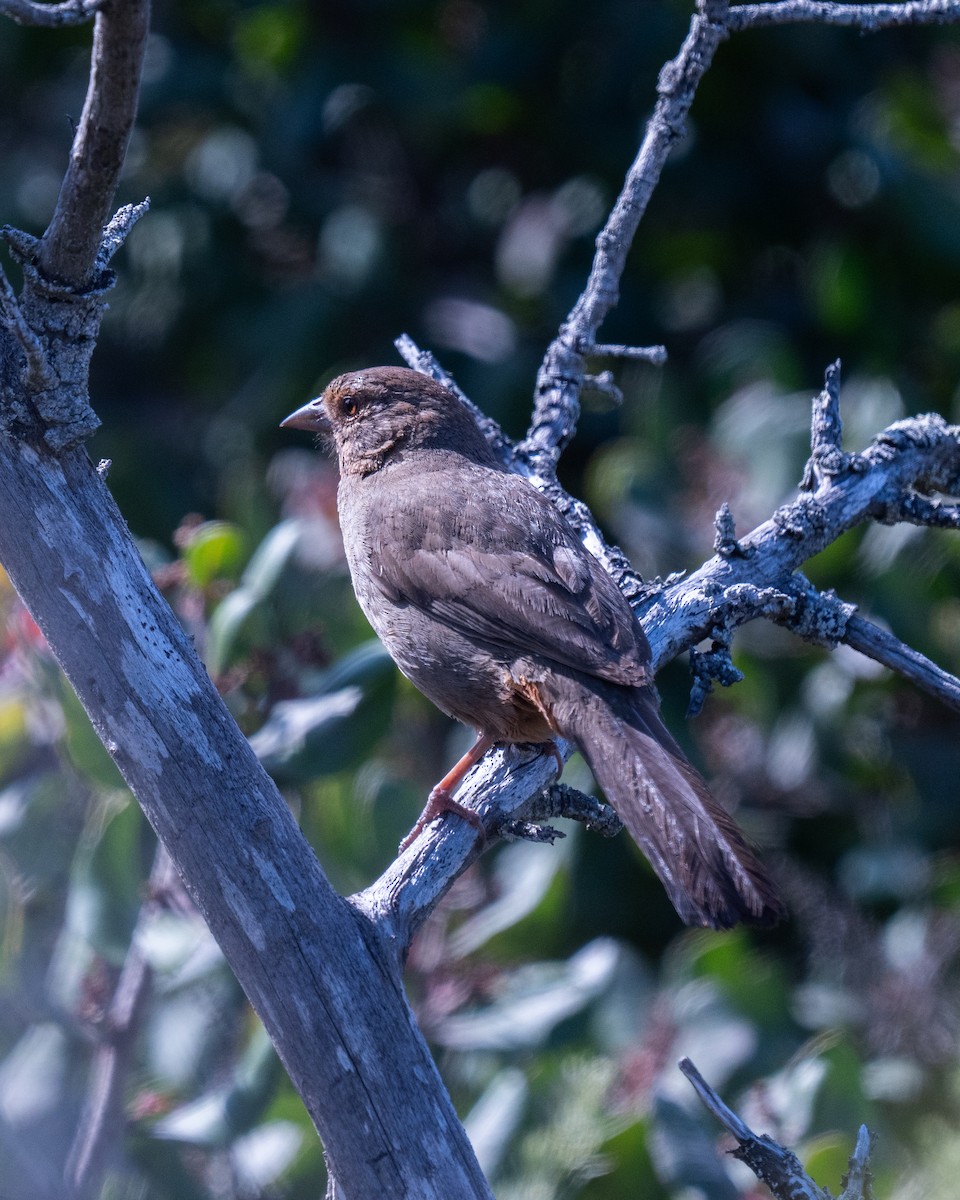 California Towhee - ML624526019