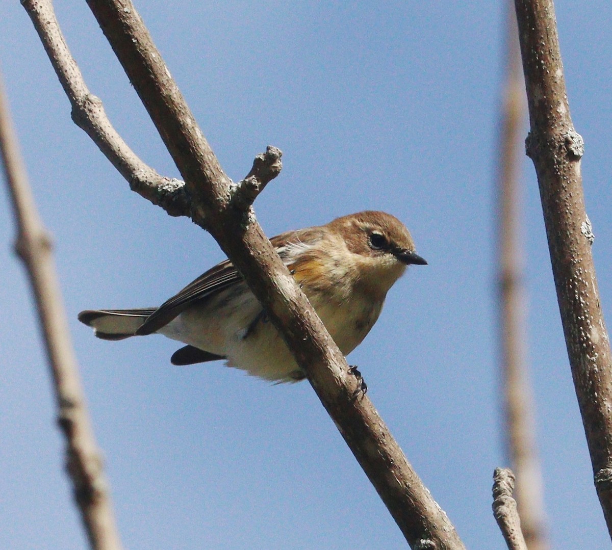 Yellow-rumped Warbler - ML624526020