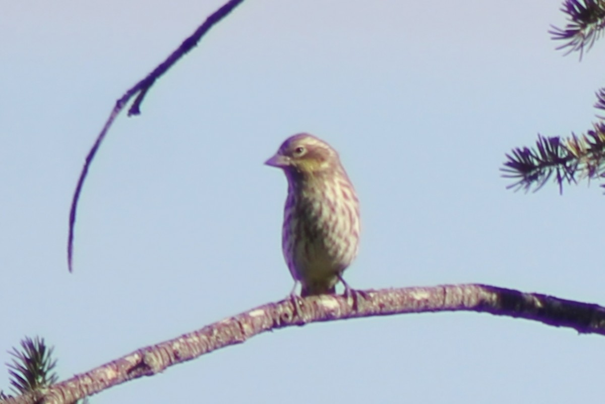 Cassin's Finch - Meghan Mutch