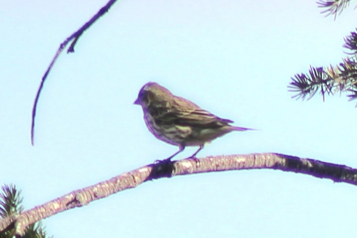 Cassin's Finch - Meghan Mutch