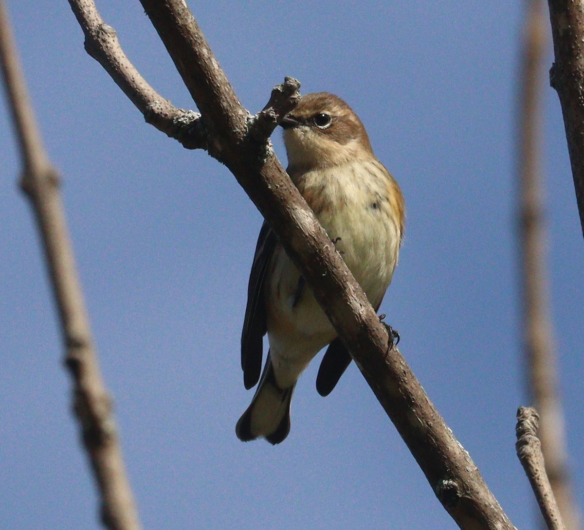 Yellow-rumped Warbler - ML624526023