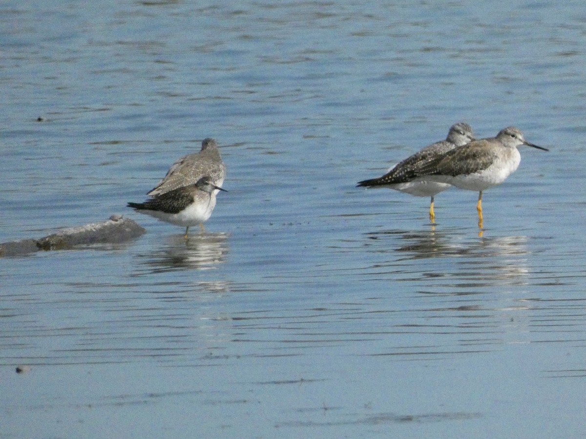 Greater Yellowlegs - ML624526026